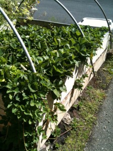 fruit and veggie garden Garden fertilized with worm poop!